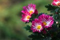 Wheel chrysanthemumÃ¯Â¼ËGaillardia aristata PurshÃ¯Â¼â°